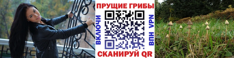 Галлюциногенные грибы Psilocybine cubensis  Буйнакск 